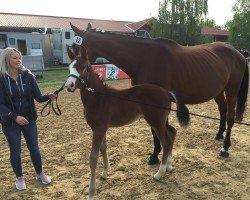 jumper Hicksteads Hero (German Sport Horse, 2019, from Hickstead White)