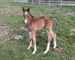 foal by Hengst von Million Dollar / Carell (Holsteiner, 2024, from Million Dollar)