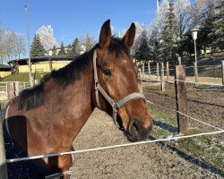 broodmare Stute von Cornet de Semilly / Carell (Bavarian, 2020, from Cornet de Semilly)