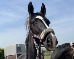 dressage horse Sterling (Oldenburg, 2023, from Sir Donnerhall I)