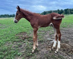 foal by Hengst von Uriko / Cornet de Semilly (Holsteiner, 2024, from Uriko)