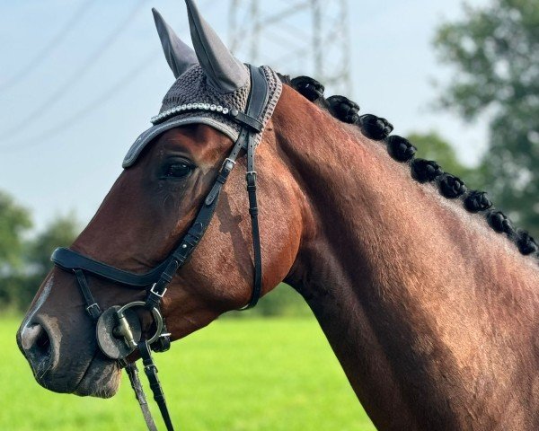 jumper Pharrèll der fliegende Holländer (KWPN (Royal Dutch Sporthorse), 2020, from I'Mtorius van de Osseweide)