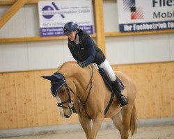 jumper M.E. Capetown (Oldenburg show jumper, 2020)