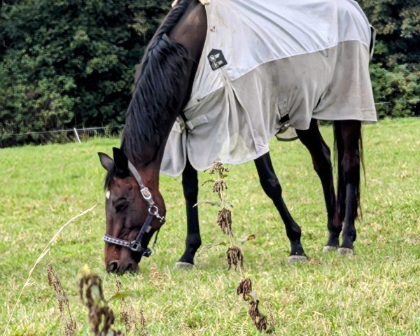 broodmare Tristance Lady xx (Thoroughbred, 2007, from Sholokhov xx)