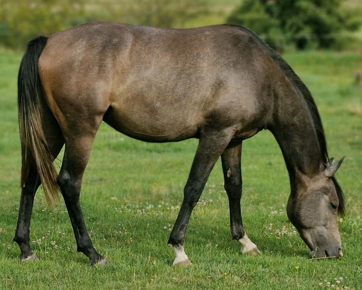 Pferd Abrakadabra KK (Trakehner, 2022, von Königsmarck)