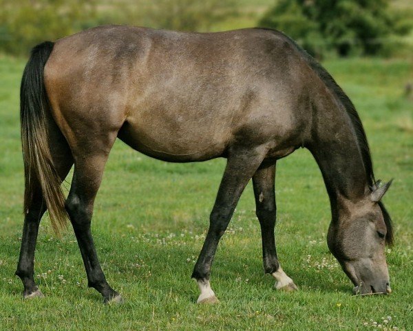 horse Abrakadabra KK (Trakehner, 2022, from Königsmarck)