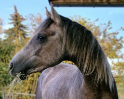 horse A'Sturm KK (Trakehner, 2022, from Königsmarck)