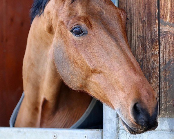 jumper Lenni 15 (Hanoverian, 2018, from Lyon 50)