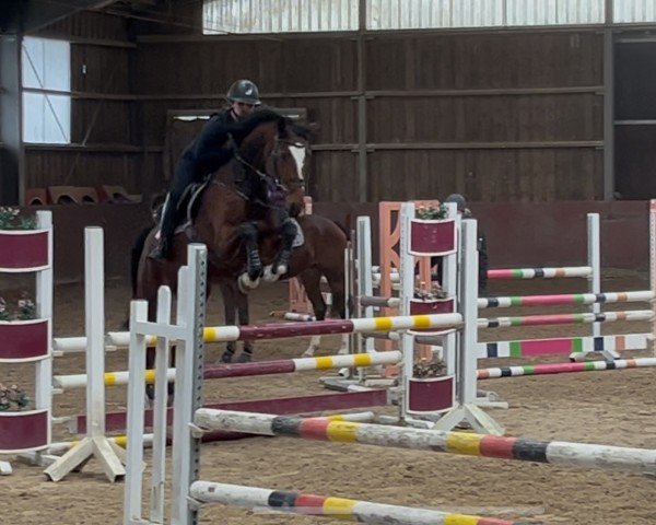 jumper Olivia 207 (KWPN (Royal Dutch Sporthorse), 2019, from Golddigger)