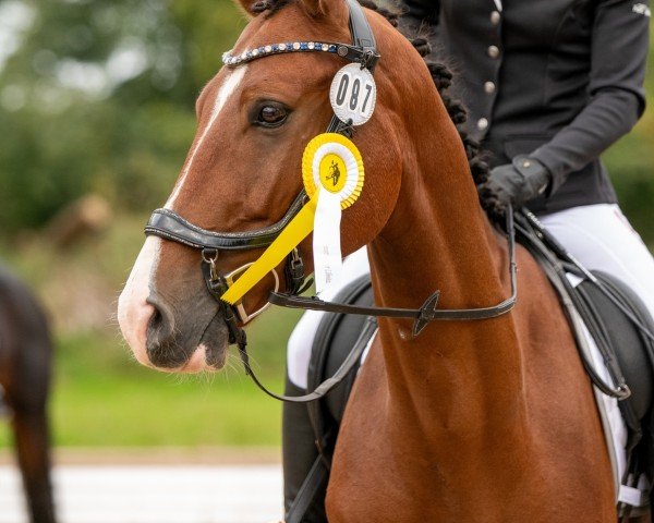 dressage horse Lindenaus Littlefoot (German Sport Horse, 2018, from Lord Lindenau)