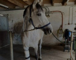 broodmare Cera K 3 (Oldenburg show jumper, 2015, from Ciro Z)