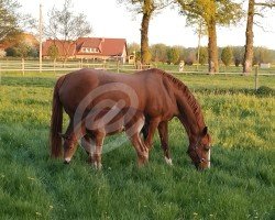 dressage horse Mia Sai ART (German Riding Pony, 2023, from Mescal 15)