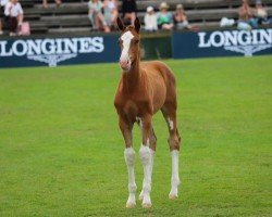 jumper Captain John (Holsteiner, 2023, from Casall Ask)