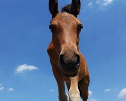 dressage horse Medici ART (German Riding Pony, 2022, from Mescal 15)