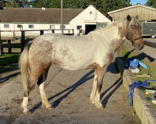 horse Majolie (German Riding Pony, 2017, from Atyria's Akim)