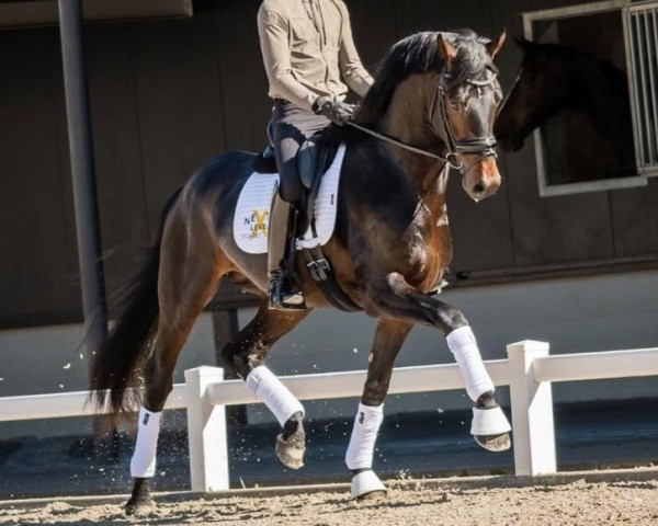 stallion Pittsburgh-ST (KWPN (Royal Dutch Sporthorse), 2020, from Barton VDL)