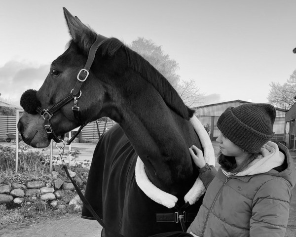 jumper Al Dorado (Oldenburg show jumper, 2016, from Adagio de Talma)