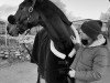 jumper Al Dorado (Oldenburg show jumper, 2016, from Adagio de Talma)