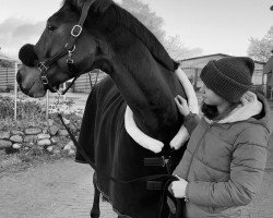 jumper Al Dorado (Oldenburg show jumper, 2016, from Adagio de Talma)