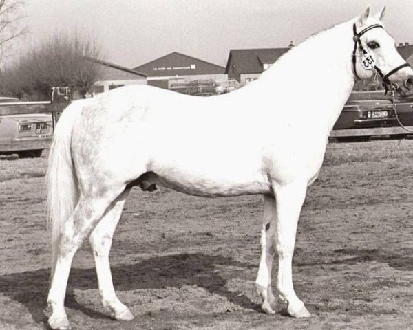 Deckhengst Bronllwyn Cha-Cha (Welsh Pony (Sek.B), 1972, von Criban Recorder)