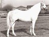 stallion Bronllwyn Cha-Cha (Welsh-Pony (Section B), 1972, from Criban Recorder)