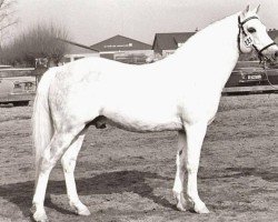 stallion Bronllwyn Cha-Cha (Welsh-Pony (Section B), 1972, from Criban Recorder)