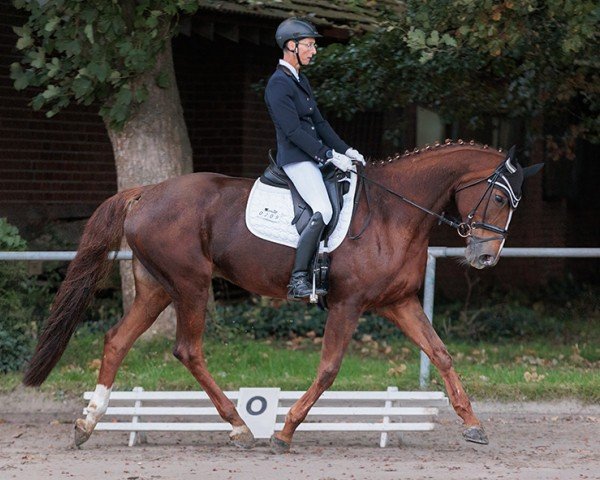 dressage horse Millymay (Oldenburg, 2010, from Laurentio)