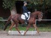 dressage horse Millymay (Oldenburg, 2010, from Laurentio)