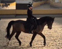 stallion Violino Primo (German Riding Pony, 2004, from Vulkan)