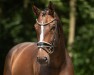 jumper Qu ML (Oldenburg show jumper, 2017, from Quinaro 2)