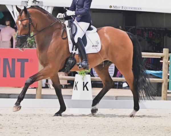 dressage horse Ivodena (KWPN (Royal Dutch Sporthorse), 2013, from Davino V.O.D.)