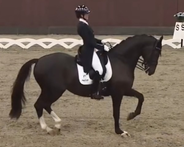 dressage horse Koblenz-ST (KWPN (Royal Dutch Sporthorse), 2015, from Galleria's Vincent Maranello)