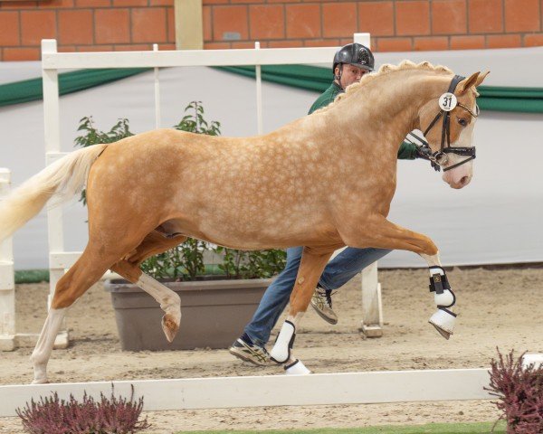 dressage horse Next Temptation (German Riding Pony, 2022, from FS Next Diamond)