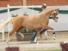 Dressurpferd Next Temptation (Deutsches Reitpony, 2022, von FS Next Diamond)