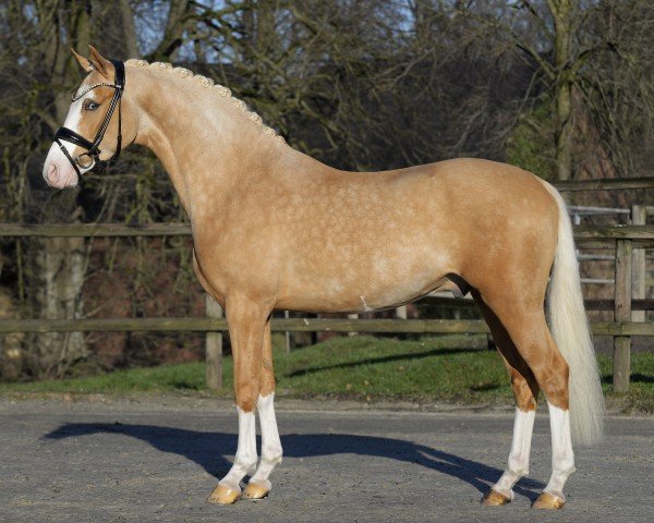 Dressurpferd Next Temptation (Deutsches Reitpony, 2022, von FS Next Diamond)
