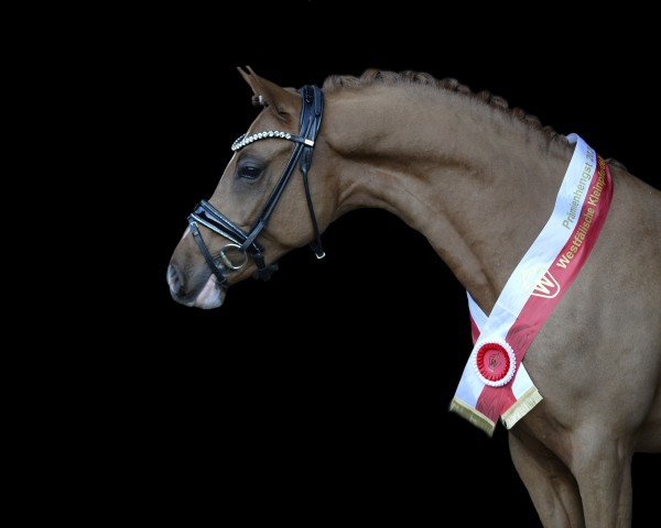 Dressurpferd Never stop Dancing (Deutsches Reitpony, 2022, von FS Next Diamond)