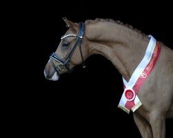 Dressurpferd Never stop Dancing (Deutsches Reitpony, 2022, von FS Next Diamond)