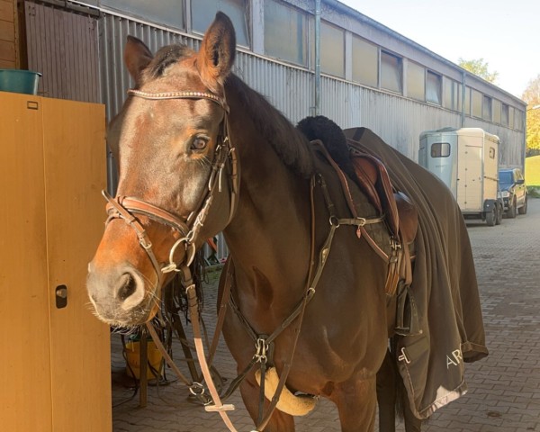 jumper Stella 1202 (Hanoverian, 2019, from Sandro Boy)