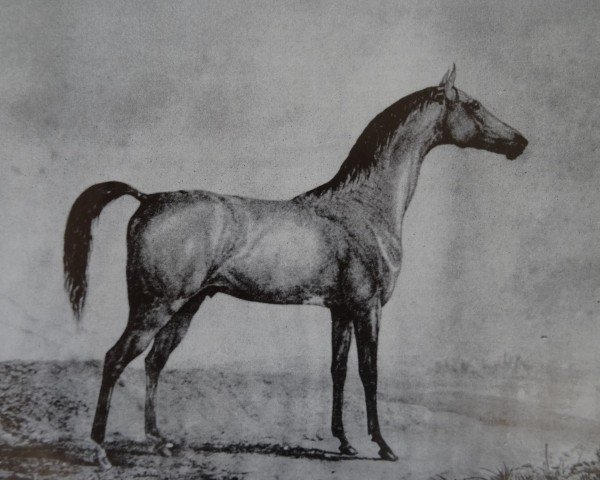 stallion Koylan 1808 ox (Arabian thoroughbred, 1808)