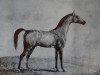 stallion Koylan 1808 ox (Arabian thoroughbred, 1808)