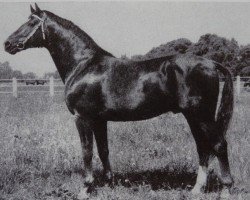 stallion Direx 3257 (Noble Warmblood, 1966, from Duell II 2467)