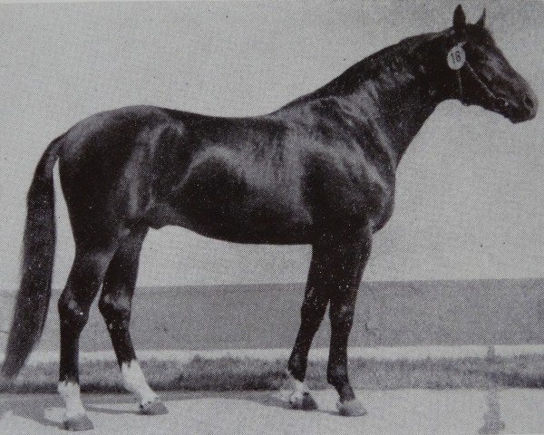 stallion Gutachter 2687 (Saxony-Anhaltiner, 1978, from Gunter)