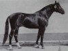 stallion Gutachter 2687 (Saxony-Anhaltiner, 1978, from Gunter)