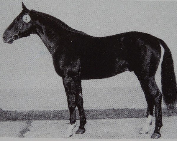 stallion Adamit II (Noble Warmblood, 1979, from Adept 2602)