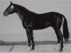 stallion Adamit II (Noble Warmblood, 1979, from Adept 2602)