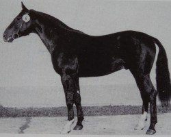 Deckhengst Adamit II (Edles Warmblut, 1979, von Adept 2602)