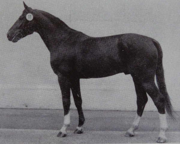 stallion Dedo (Noble Warmblood, 1982, from Disponent 3310)