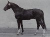 stallion Dedo (Noble Warmblood, 1982, from Disponent 3310)