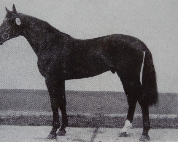 stallion Gardo 2730 (Noble Warmblood, 1980, from Granat Mo 1304)