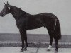 stallion Gardo 2730 (Noble Warmblood, 1980, from Granat Mo 1304)